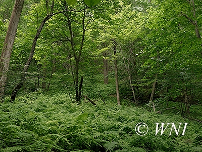 Appalachian-Blue Ridge forests